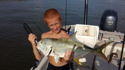 Crevalle Jack in Crystal River